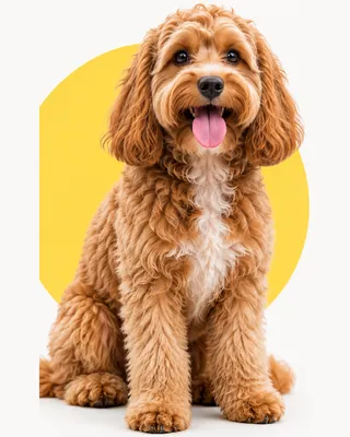 Medium dog (Doodle)