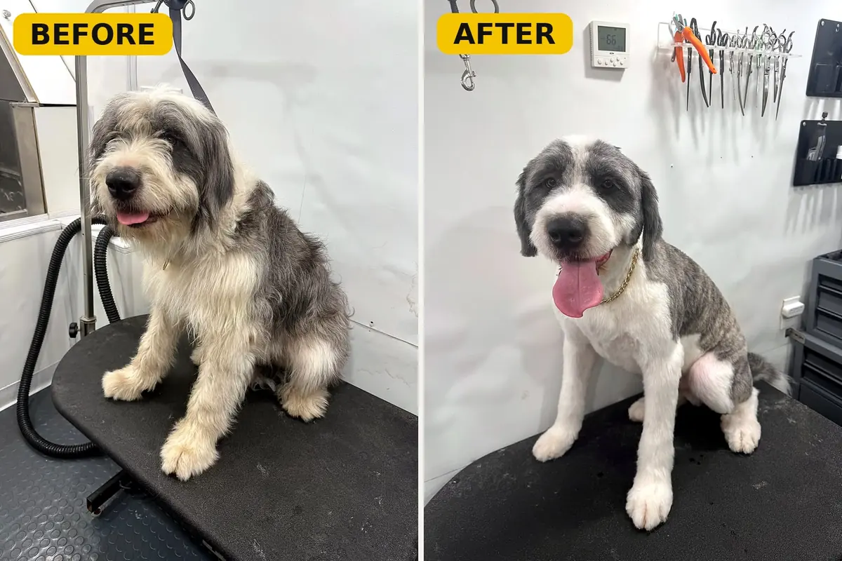 Sheepadoodle before and after grooming by Brush Hour Mobile Dog Grooming in the San Francisco Bay Area